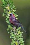 Varied Bunting